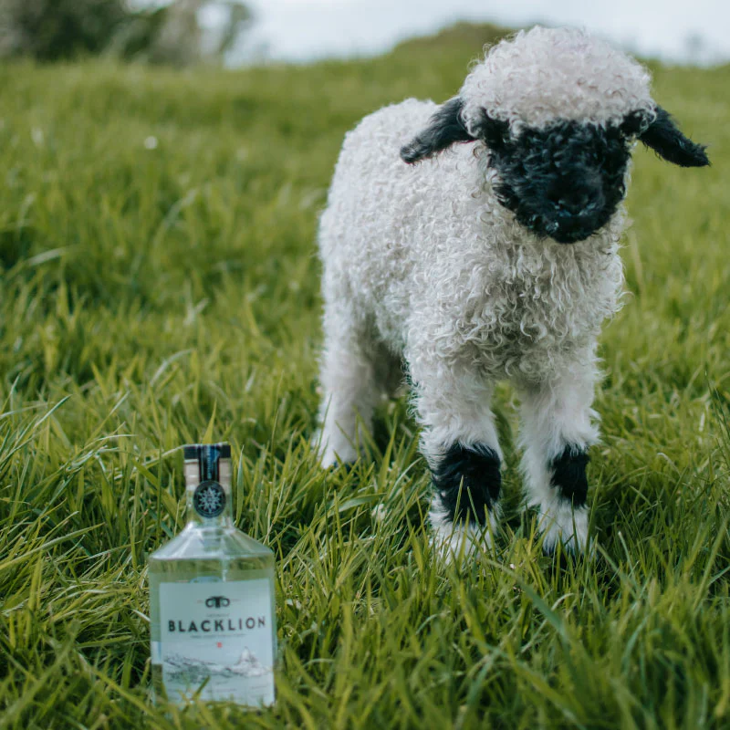 BLACKLION VODKA RARE SHEEPS MILK UNITED KINGDOM 700ML - Image 3